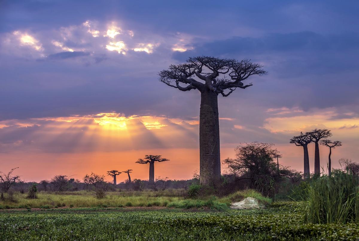 Madagaskar - Zemlja lemura i baobaba