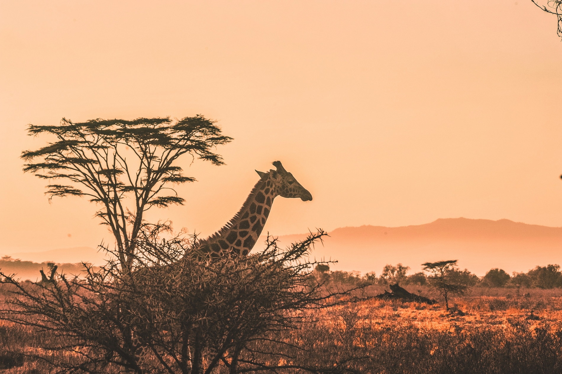 Tanzanija (Safari & Zanzibar)